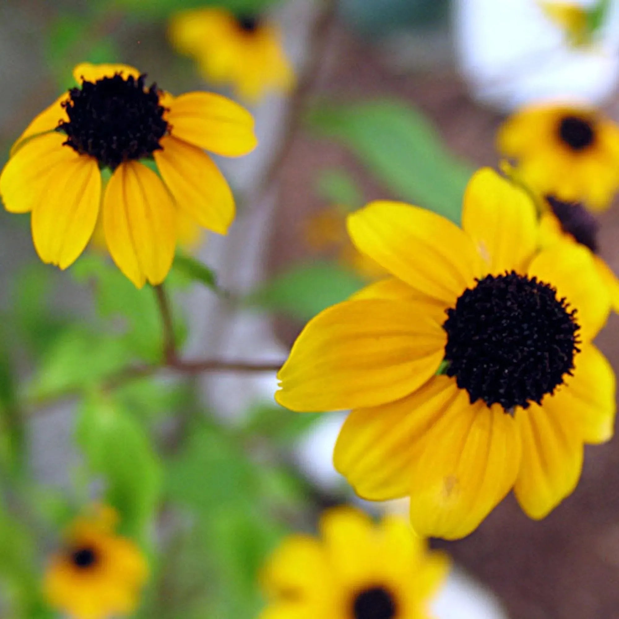 Collar con colgante de ojo malvado y girasol auténtico: amuleto protector de plata de ley