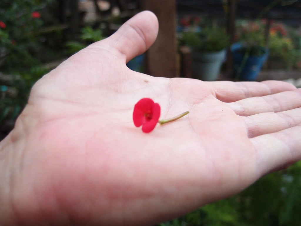 Mixed flower (poppy) drop earrings 'Leela' vertical bar