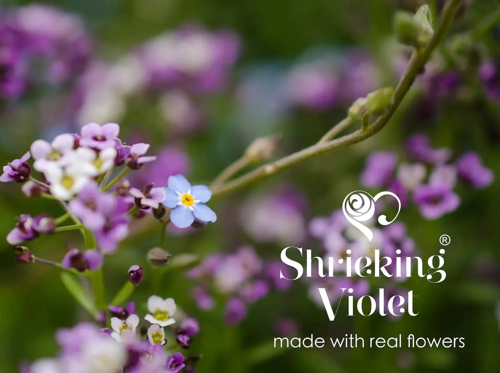 Shrieking Violet®による本物のワスレナグサの花をあしらったシルバーオーバルブローチ
