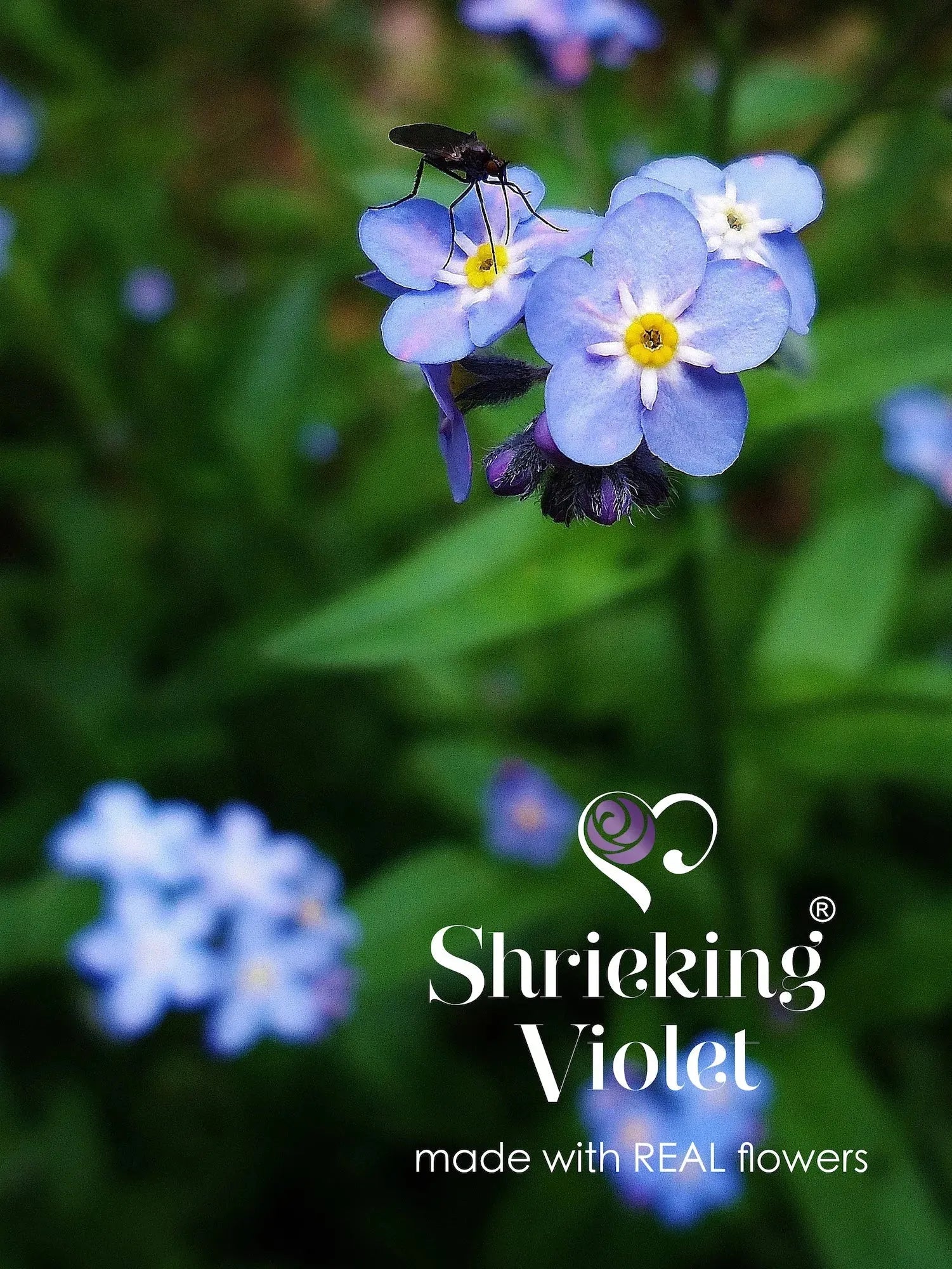 Silberanhänger - Vergissmeinnicht - Groß Rund