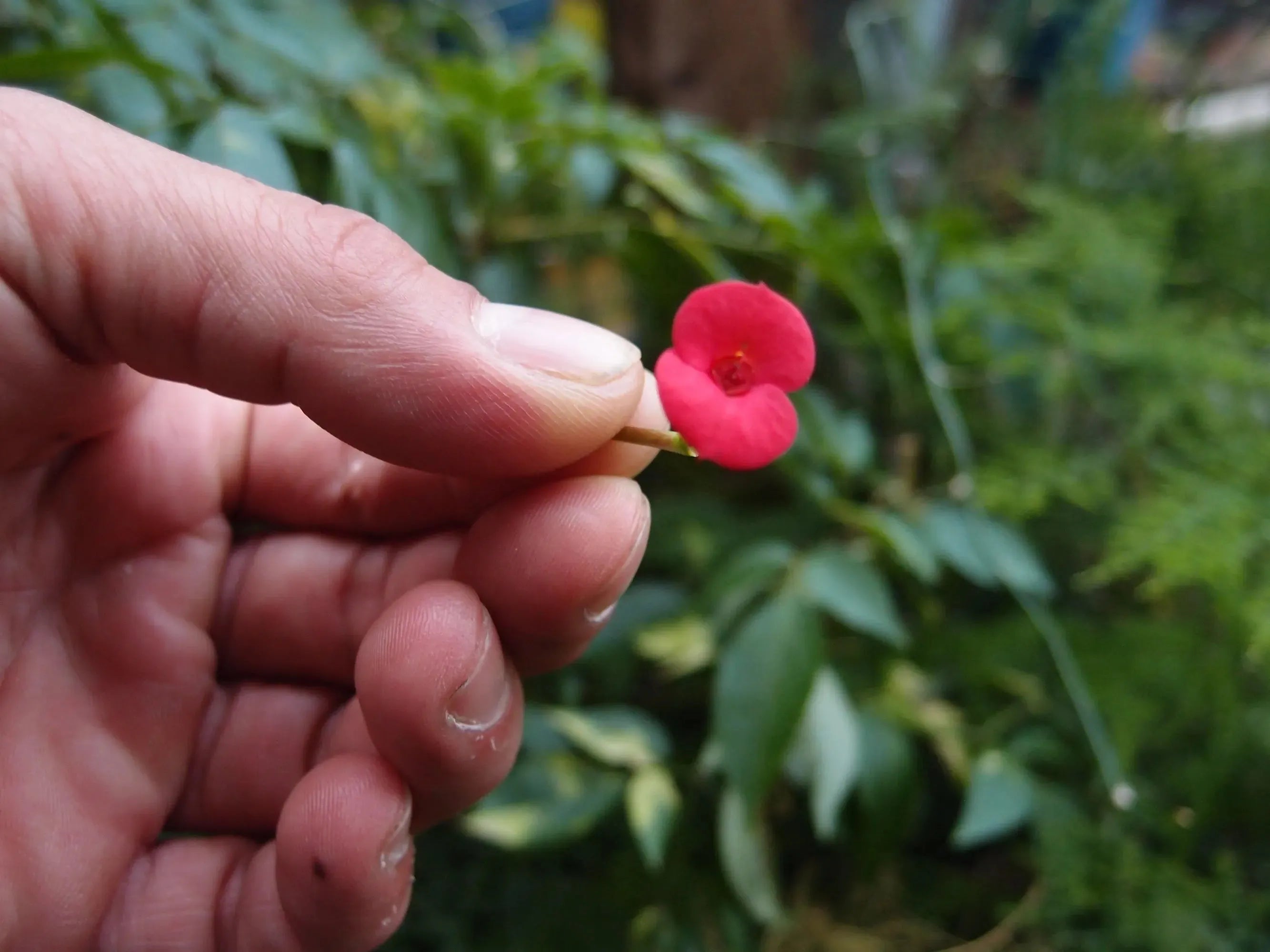 Miniatur-Halskette mit Rosen- und Mohnherzanhänger | Handgefertigt mit echten Blumen