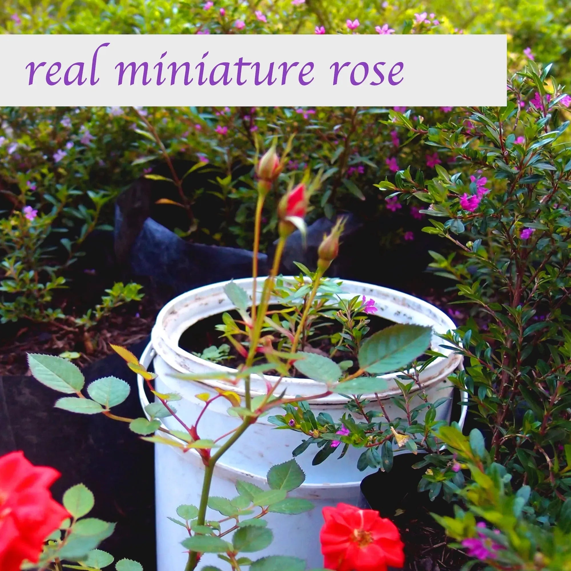 Miniatur-Halskette mit Rosen- und Mohnherzanhänger | Handgefertigt mit echten Blumen