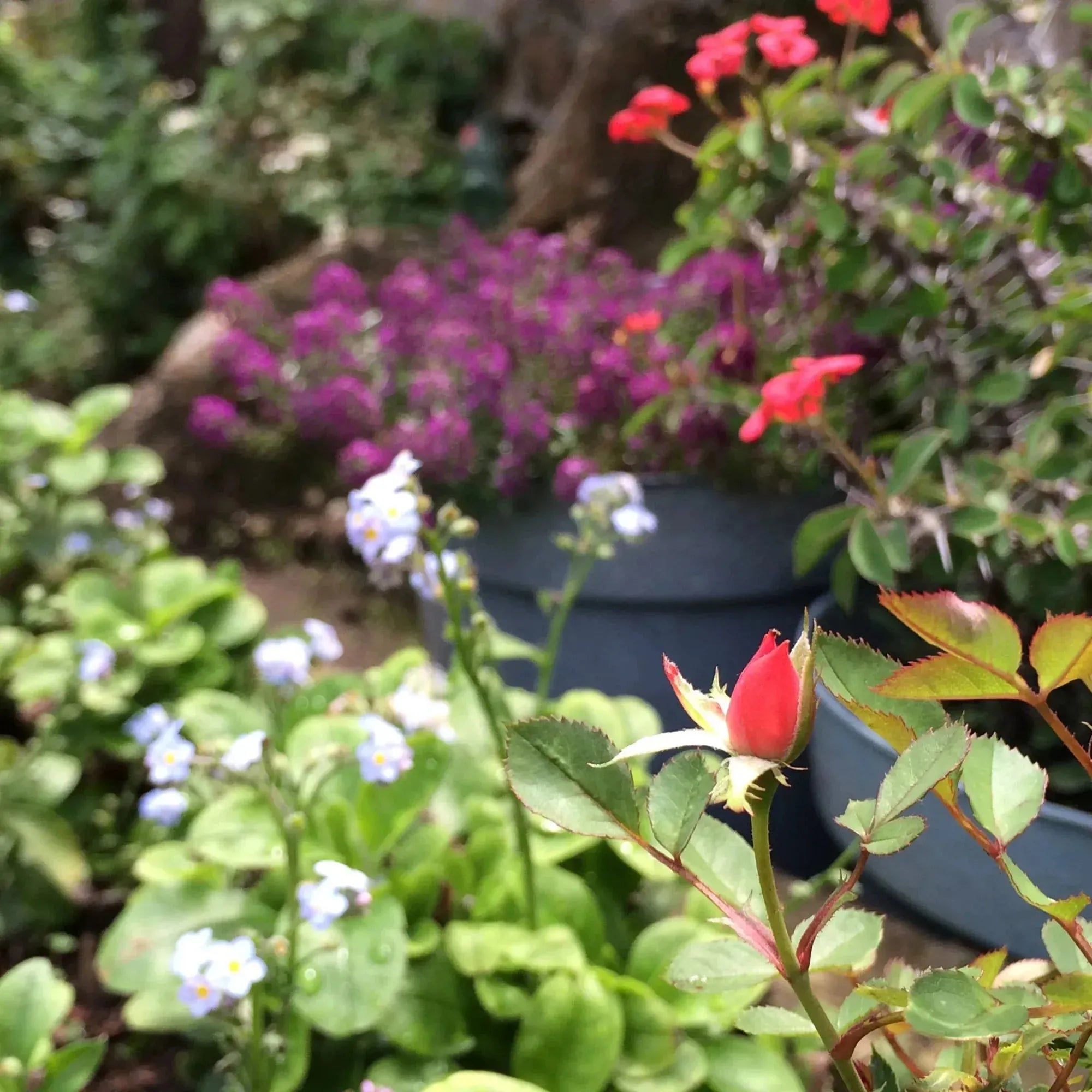 Gänseblümchenbrosche aus Sterlingsilber | Echter Blumenschmuck von Shrieking Violet®