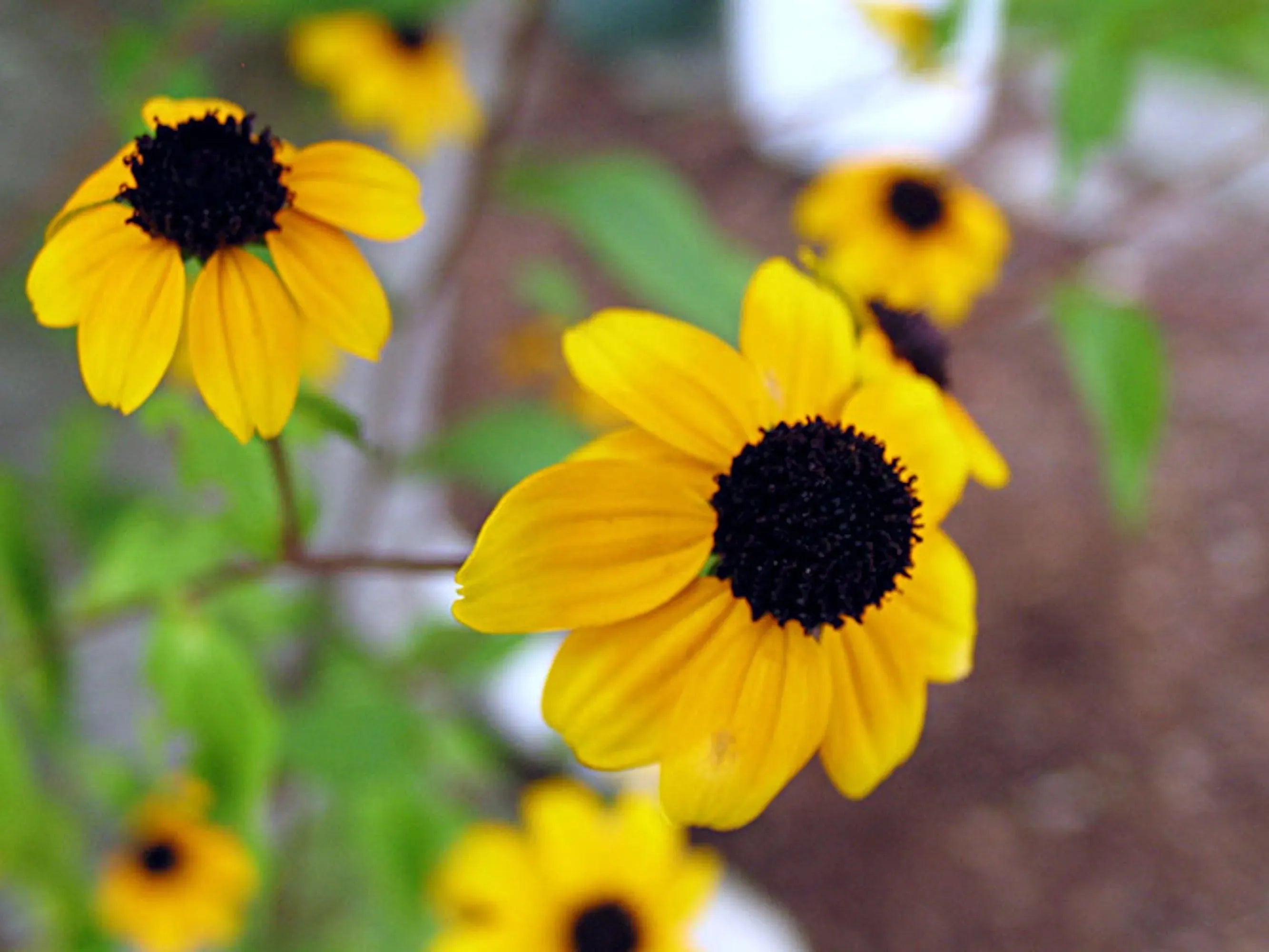 Silberbrosche | Sonnenblume | Halbmond